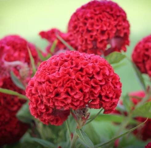 Cockscomb Flower Seeds Red – Heirloom, Non-GMO, High Germination Organic Garden Seeds for Planting