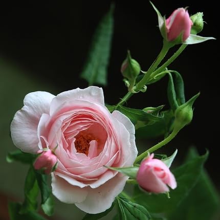 Pale Pink Rose Flower Seeds for Planting – Heirloom Non-GMO High Germination Organic Garden Seeds