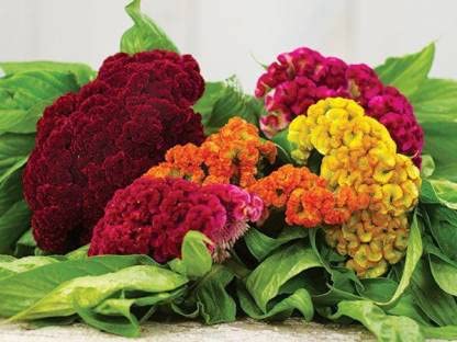 Mixed Cockcomb Flower Seeds for Planting – Heirloom Non-GMO High Germination Seeds