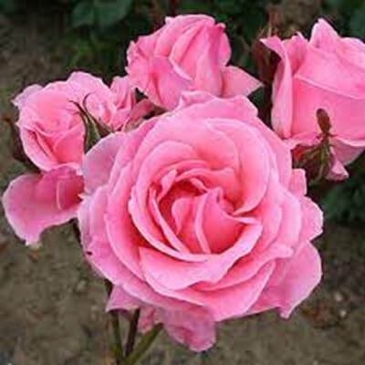 rose petal flower seeds
