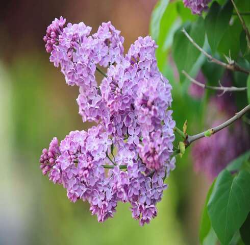 Purple Lilac Syringa Vulgaris Flower Seeds Heirloom Non-GMO High Germination Organic Garden Seeds for Planting