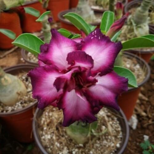 Lila Adenium-Blumensamen – Alte Sorte, gentechnikfrei, hohe Keimrate, Bio-Gartensamen zum Pflanzen