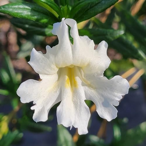 White Mimulus Flower Seeds Heirloom Non-GMO High Germination Organic Garden Seeds