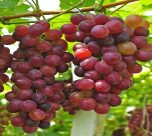 Red Grape Seeds – Heirloom, Non-GMO, High Germination Organic Garden Seeds