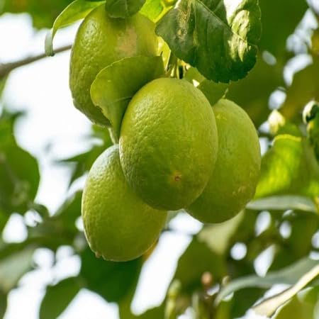 Bergamot Seeds Heirloom Non-GMO High Germination Organic Garden Seeds for Planting