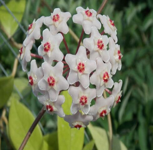 White Pink Hoya Carnosa Flower Seeds Heirloom Non-GMO High Germination Organic Garden Seeds for Planting