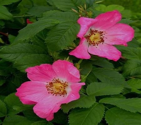 Rosehip Pink Flower Seeds for Planting – Heirloom, Non-GMO, High Germination Organic Garden Seeds