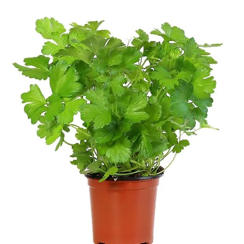 Green Parsley Plant Seeds Heirloom Non-GMO High Germination Organic Garden Seeds for Planting