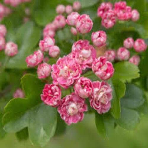 pink hawthorn flower seeds