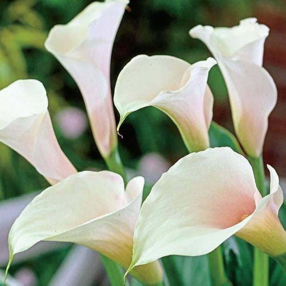 white calla flower seeds