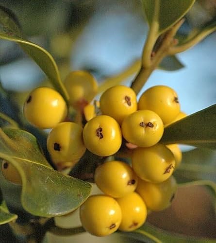 Yellow Ilex Aquifolium Seeds Heirloom Non-GMO High Germination Organic Garden Seeds for Planting
