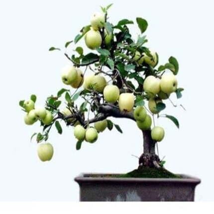 Bonsai Apple Tree Seeds Green – Heirloom, Non-GMO, High Germination Organic Garden Seeds