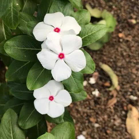 Weiße Vinca Rosea Blumensamen, alte Sorte, gentechnikfrei, hohe Keimfähigkeit, Bio-Gartensamen