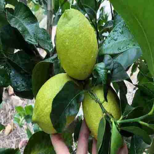 Green Eureka Lemon Seeds – Heirloom, Non-GMO, High Germination Organic Garden Seeds