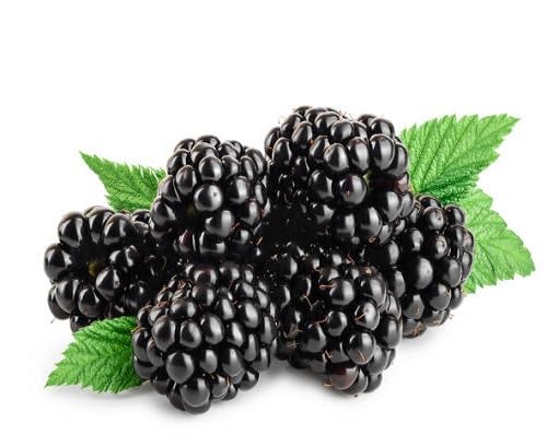 Black Dewberry Plant Seeds – Heirloom, Non-GMO, High Germination Organic Garden Seeds