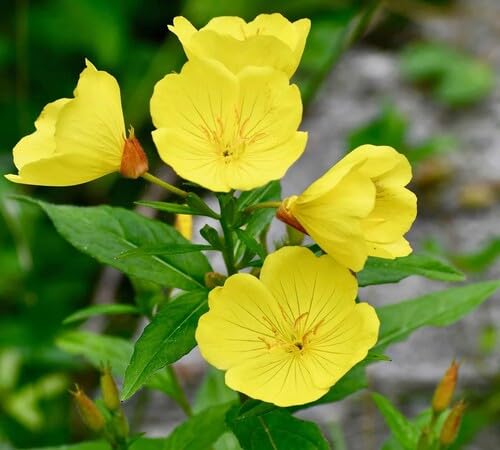 Primrose Flower Seeds – Heirloom, Non-GMO, High Germination Organic Garden Seeds for Planting