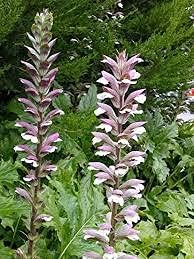 acanthusmollisheirloomnongmo flower seeds
