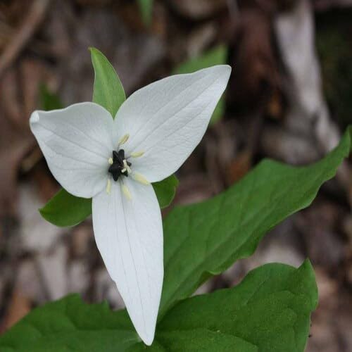 White Trillium Erectum Flower Seeds Heirloom Non-GMO High Germination Organic Garden Seeds for Planting