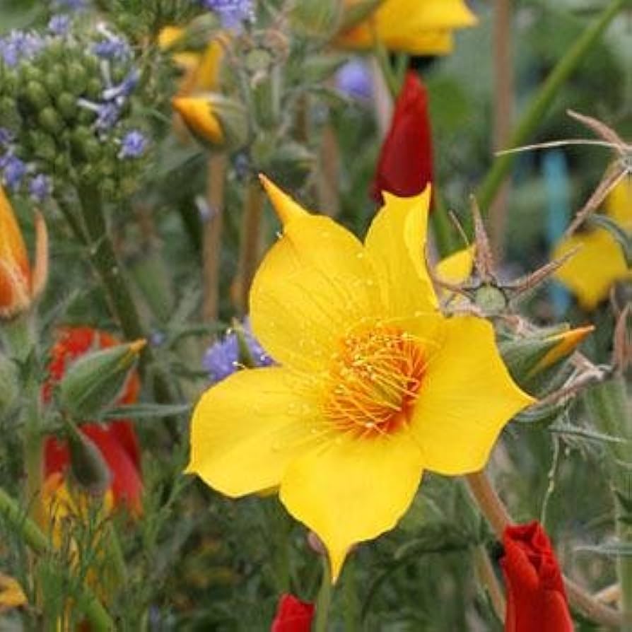 yellow blazing flower seeds