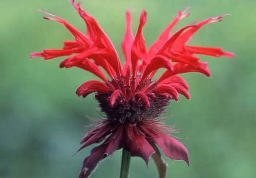 Red Monarda Flower Seeds – Heirloom, Non-GMO, High Germination Organic Garden Seeds for Planting