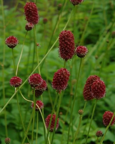 Maroon Organic Sanguisorba Flower Seeds – Heirloom Non-GMO High Germination Organic Garden Seeds