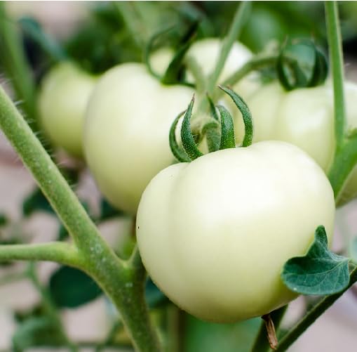 Weiße Tomatensamen – Alte Sorte, gentechnikfrei, hohe Keimrate, Bio-Gartensamen zur Pflanzung