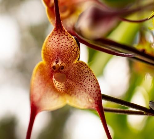 Monkey Face Orchid Plant Seeds – Heirloom, Non-GMO, High Germination Organic Garden Seeds for Planting
