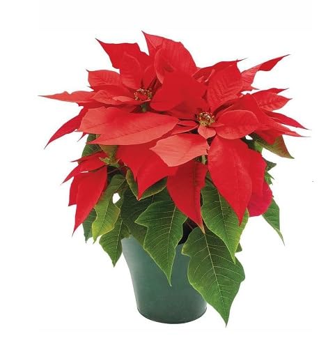 Red Poinsettia Flower Seeds – Heirloom Non-GMO High Germination Organic Garden
