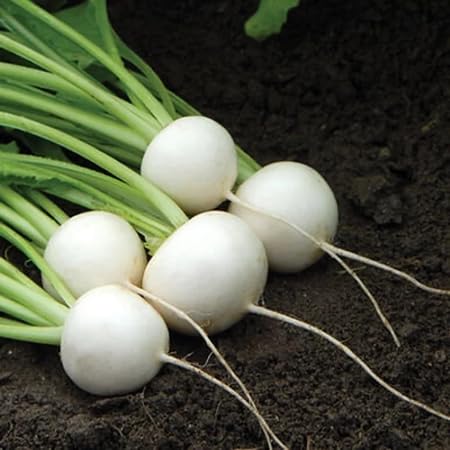 Turnip Seeds – Heirloom, Non-GMO, High Germination Organic Garden Seeds Planting