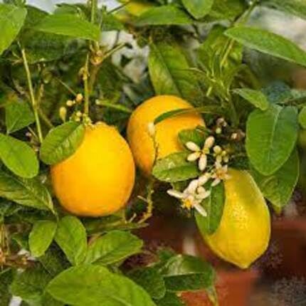 Yellow Etrog Seeds – Heirloom, Non-GMO, High Germination Organic Garden Seeds
