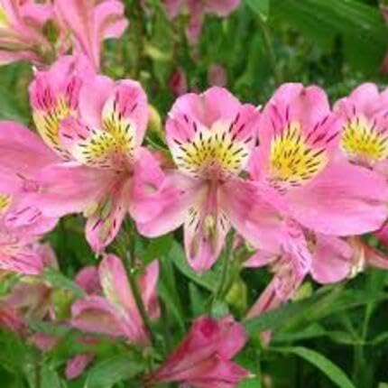 pinkalstroemeriaflowerheirloomnongmo flower seeds