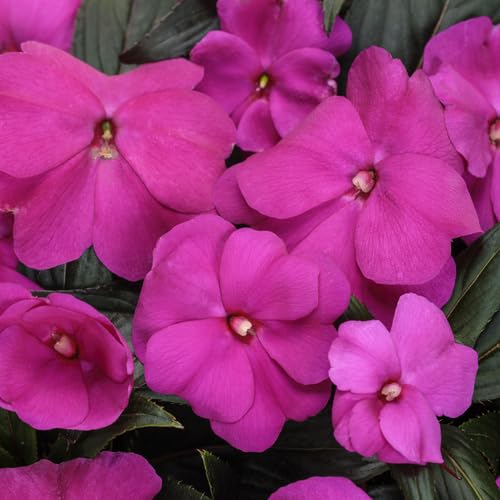 purple giant flower seeds