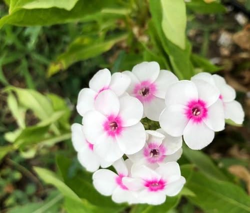 Weiße Phlox-Blumensamen – Alte Sorte gentechnikfrei hohe Keimrate Bio-Gartensamen
