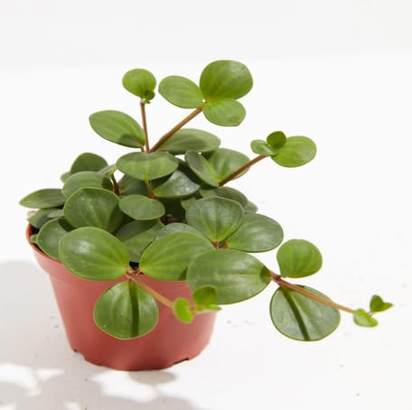green peperomia flower seeds