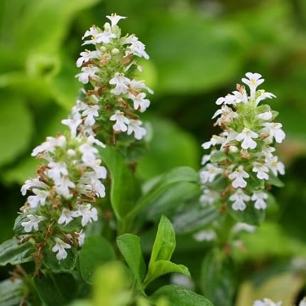 White Ajuga Flower Seeds – Heirloom, Non-GMO, High Germination Organic Garden Seeds for Planting