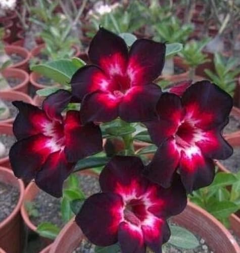 Red Black Adenium Flower Seeds Heirloom Non-GMO High Germination Organic Garden Seeds for Planting