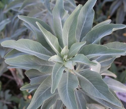White Sage Plant Seeds Heirloom Non-GMO High Germination Organic Garden Seeds for Planting
