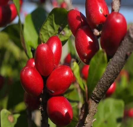 Red Dulcificum Seeds – Heirloom, Non-GMO, High Germination Organic Garden Seeds