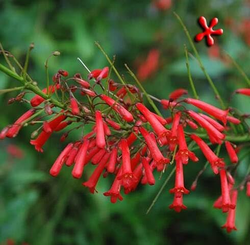 Red Equisetiformis Flower Seeds for Planting – Heirloom, Non-GMO, High Germination Organic Garden Seeds