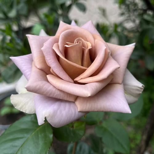 Amnesia Rose Flower Seeds for Planting – Heirloom Non-GMO High Germination Organic Garden Seeds