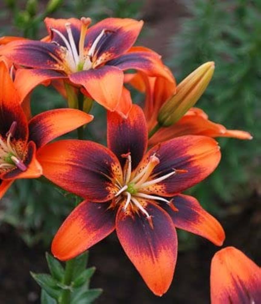 blue heart flower seeds