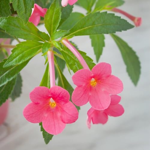 Achimenes Flower Seeds for Planting – Heirloom Non-GMO High Germination Organic Garden Seeds