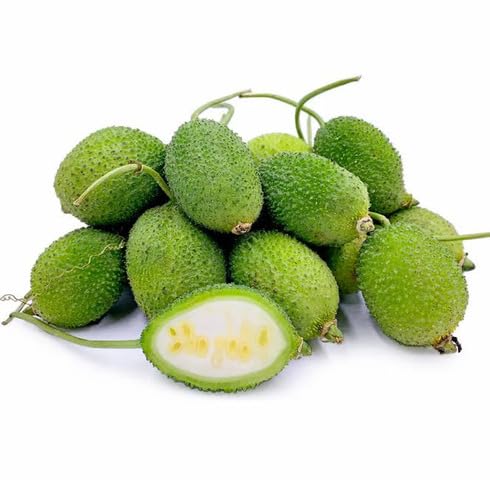 Green Spiny Gourd Seeds – Heirloom, Non-GMO, High Germination Organic Garden Seeds Planting