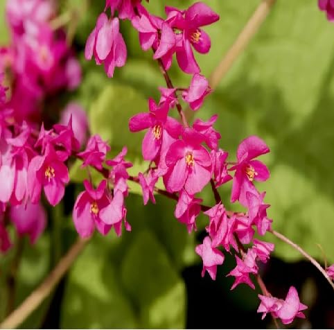 Leptopus Flower Seeds – Heirloom, Non-GMO, High Germination Seeds