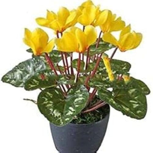 Yellow Cyclamen Flower Seeds – Heirloom, Non-GMO, High Germination Organic Garden Seeds