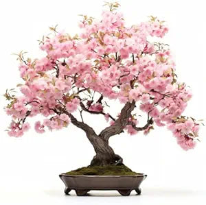 japanese cherry flower seeds