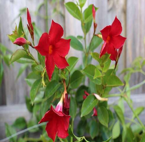 red mandevilla flower seeds