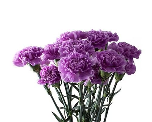 Carnation Flower Seeds – Heirloom, Non-GMO, High Germination Organic Garden Seeds for Planting