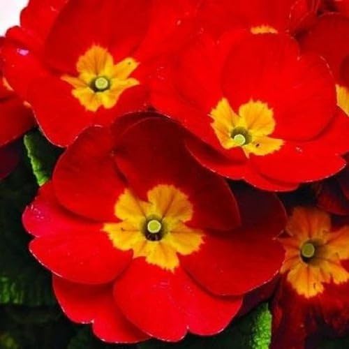 Primrose Flower Seeds Red for Planting – Heirloom Non-GMO High Germination Organic Garden Seeds