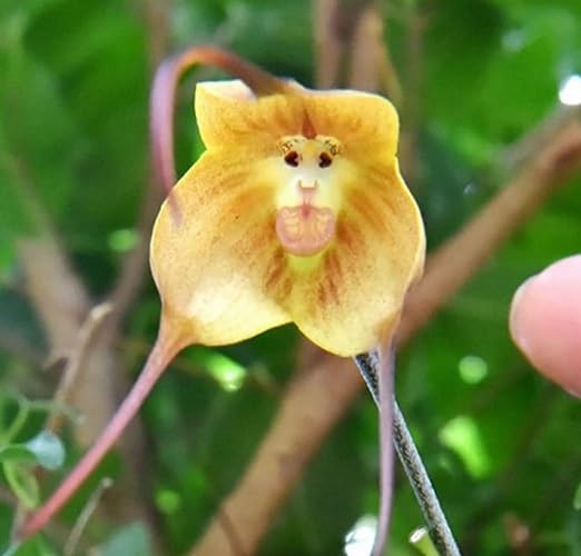 Monkey Orchid Flower Seeds – Heirloom, Non-GMO, High Germination Organic Garden Seeds for Planting